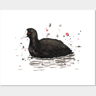 Common coot Posters and Art